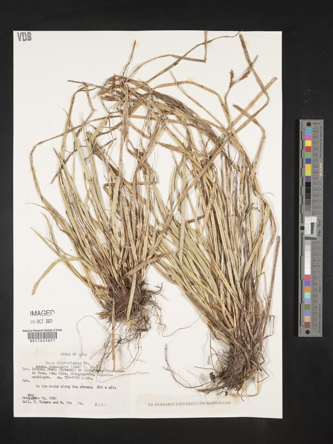 Carex blepharicarpa var. hirtifructus image