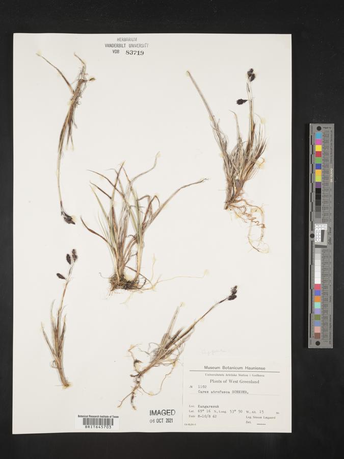 Carex atrofusca image