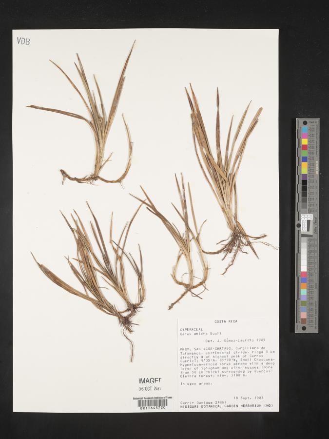 Carex amicta image