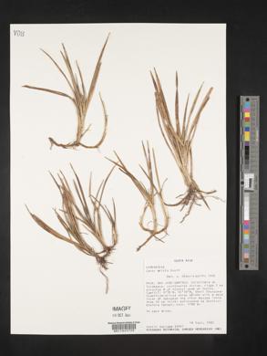 Image of Carex amicta