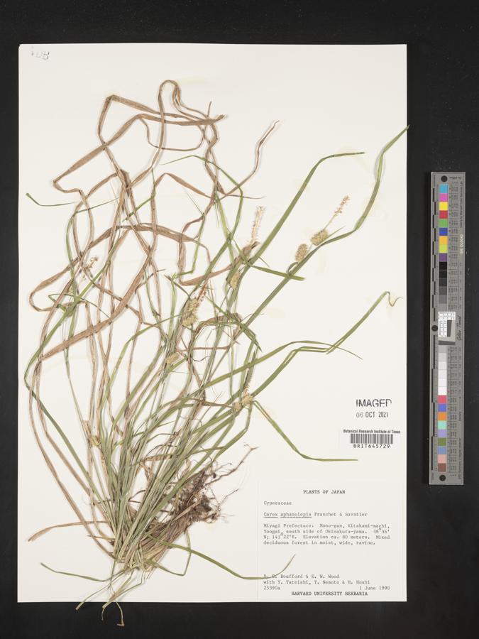 Carex aphanolepis image