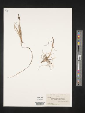 Carex aquatilis var. stans image