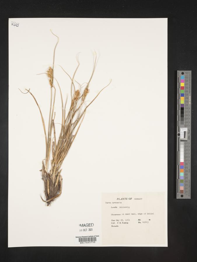 Carex arenaria image