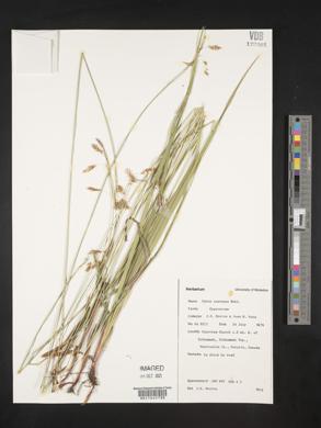 Carex castanea image