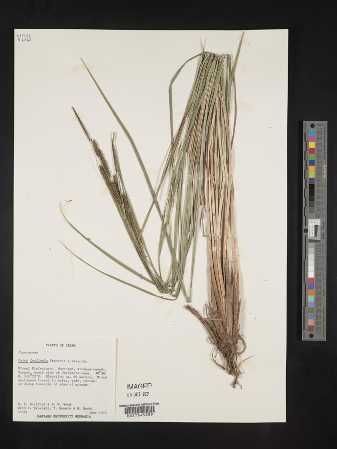 Carex forficula image