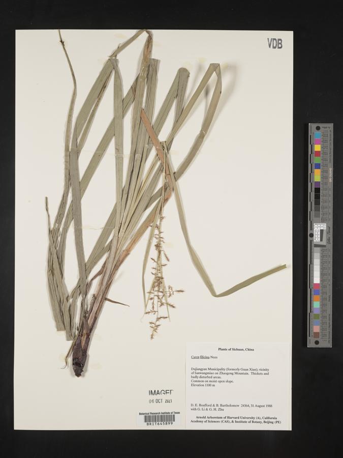 Carex filicina image