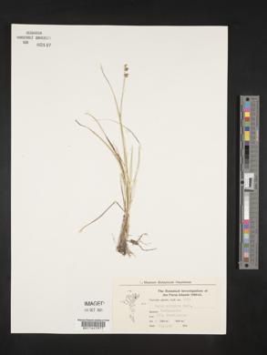 Carex echinata image