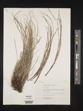 Carex linkii image