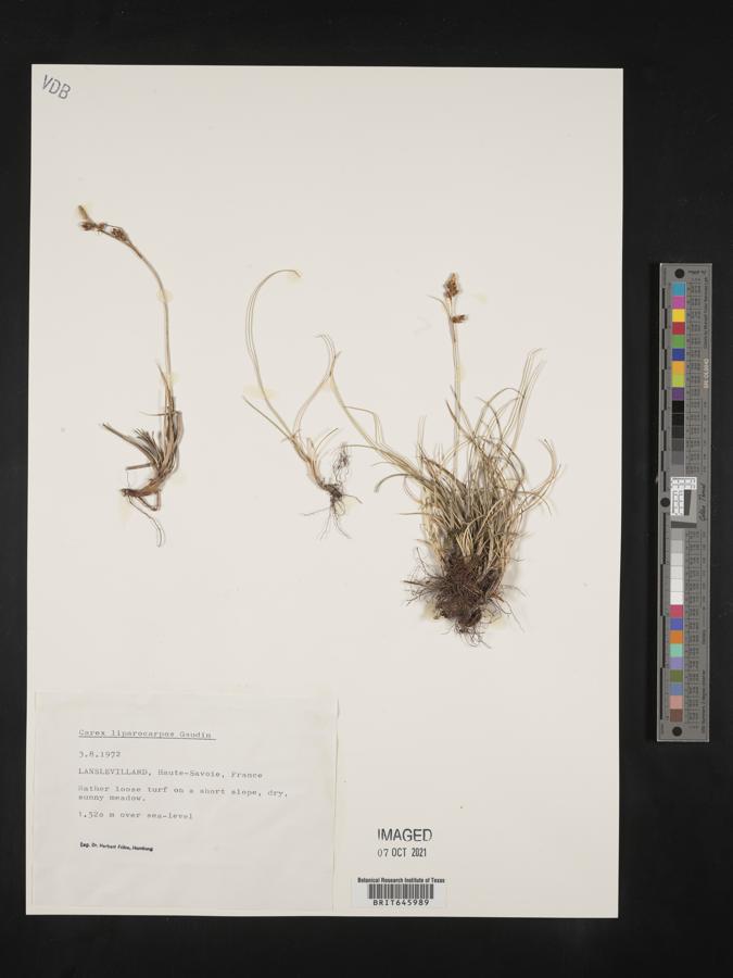 Carex liparocarpos image