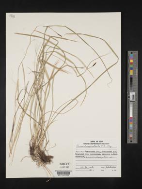 Carex longirostrata image