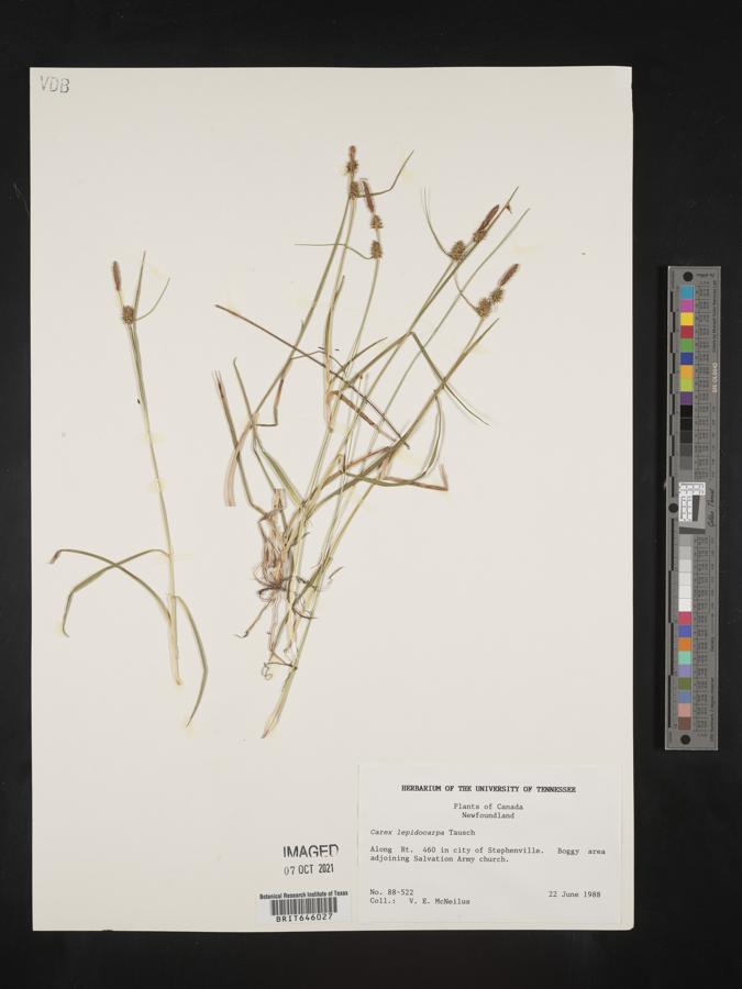 Carex lepidocarpa image