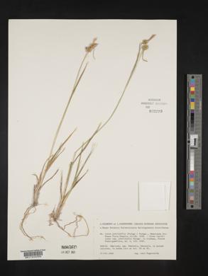 Carex lepidocarpa subsp. jemtlandica image