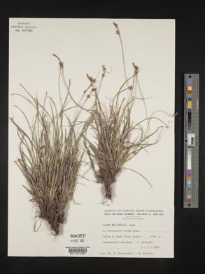 Carex halleriana image