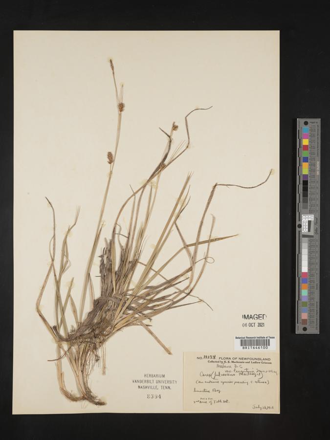 Carex hostiana var. laurentiana image