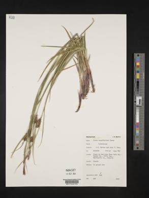 Carex houghtoniana image