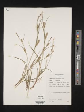 Carex houghtonii image