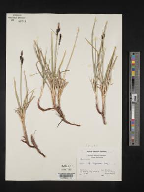 Carex dacica image