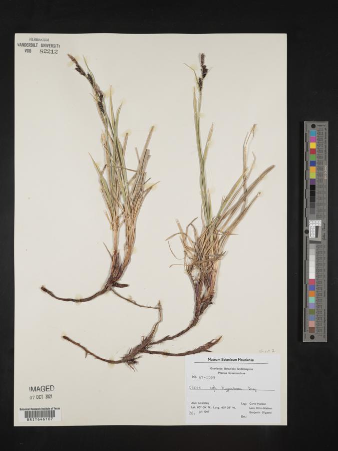 Carex dacica image