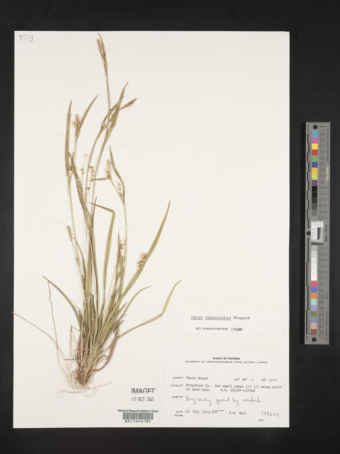 Carex ormostachya image