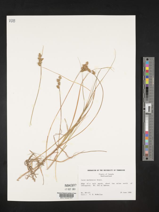 Carex mackenziei image