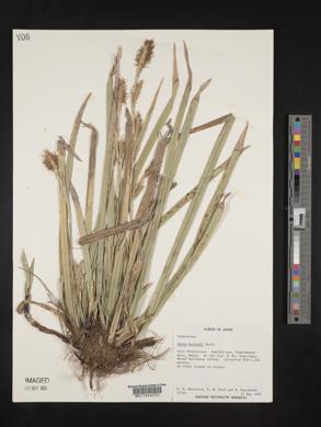 Carex morrowii image