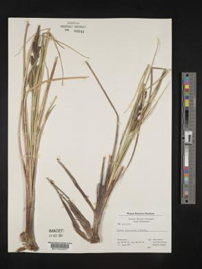 Carex rostrata image