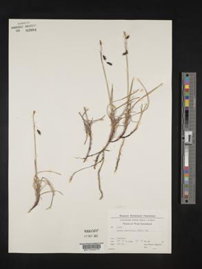 Carex rariflora image