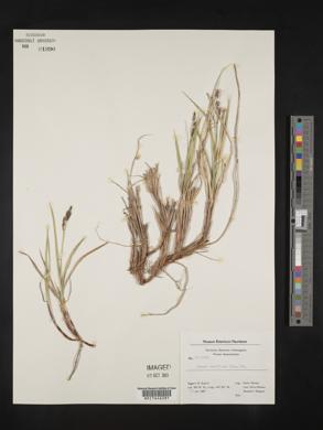 Carex rariflora image