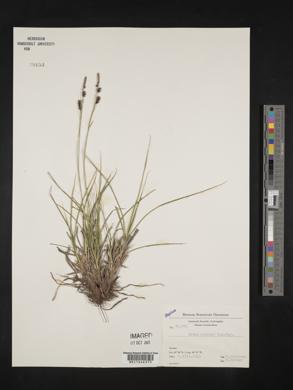 Carex stylosa image
