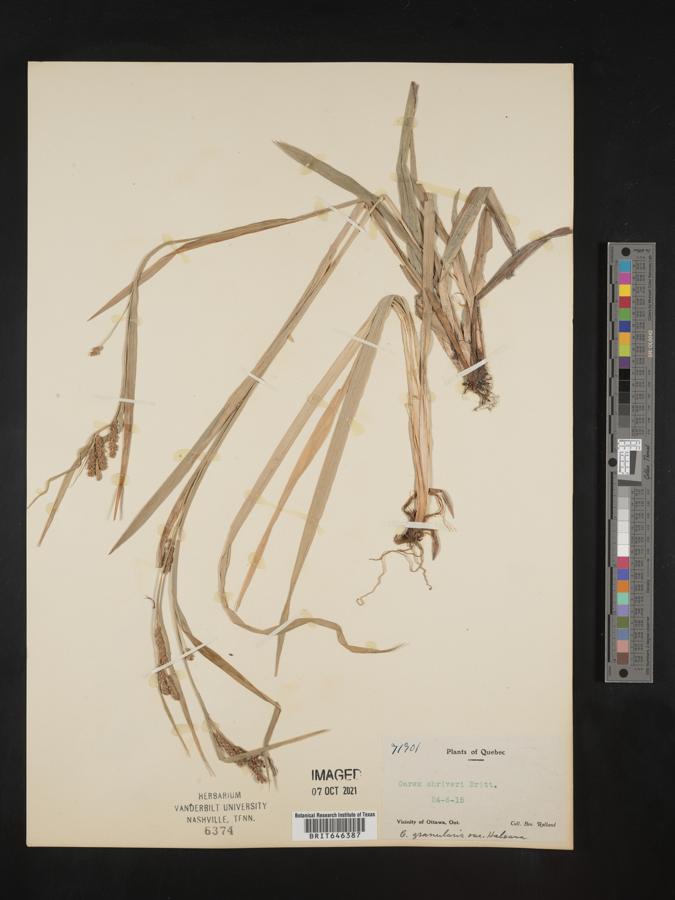 Carex shriveri image