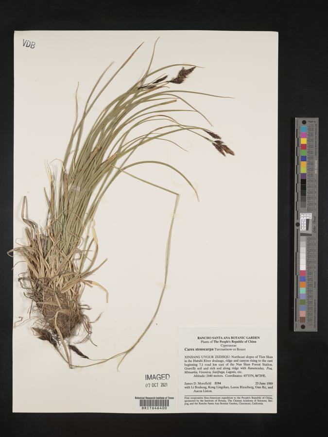 Carex stenocarpa image