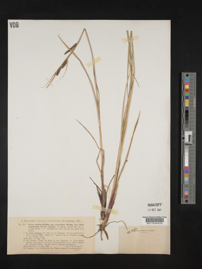 Carex salina var. kattegatensis image