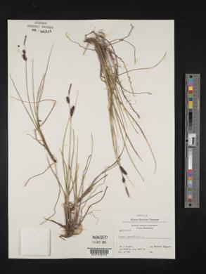 Carex saxatilis image