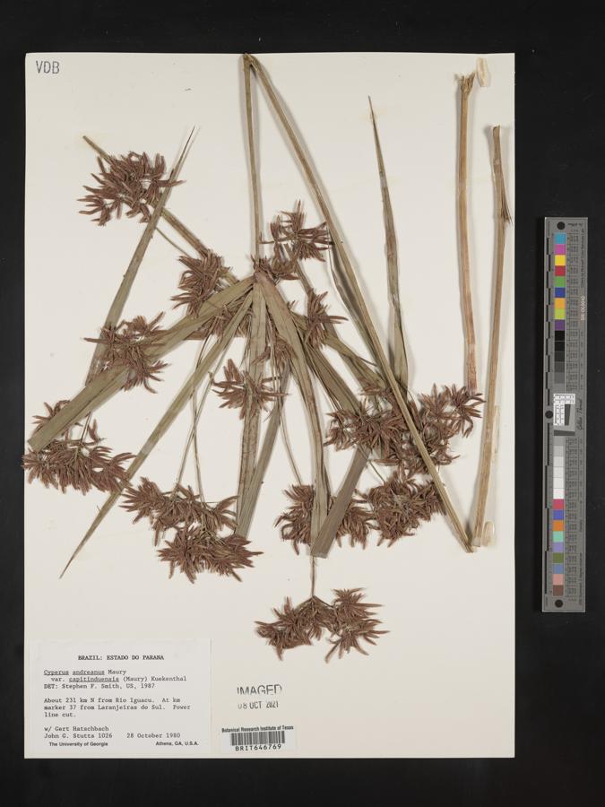 Cyperus tabina image