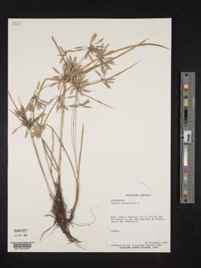 Cyperus compressus image