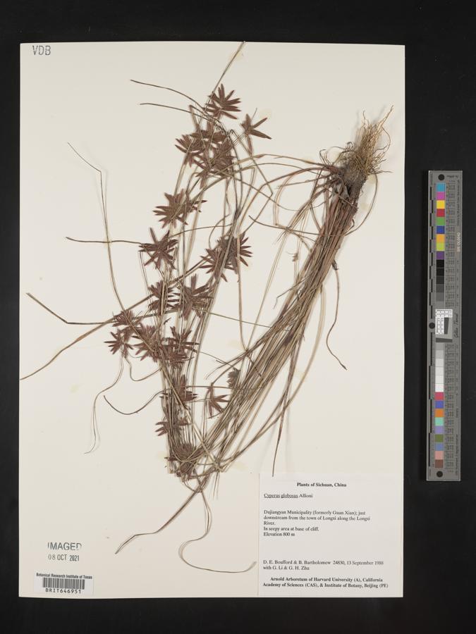 Cyperus cruentus image