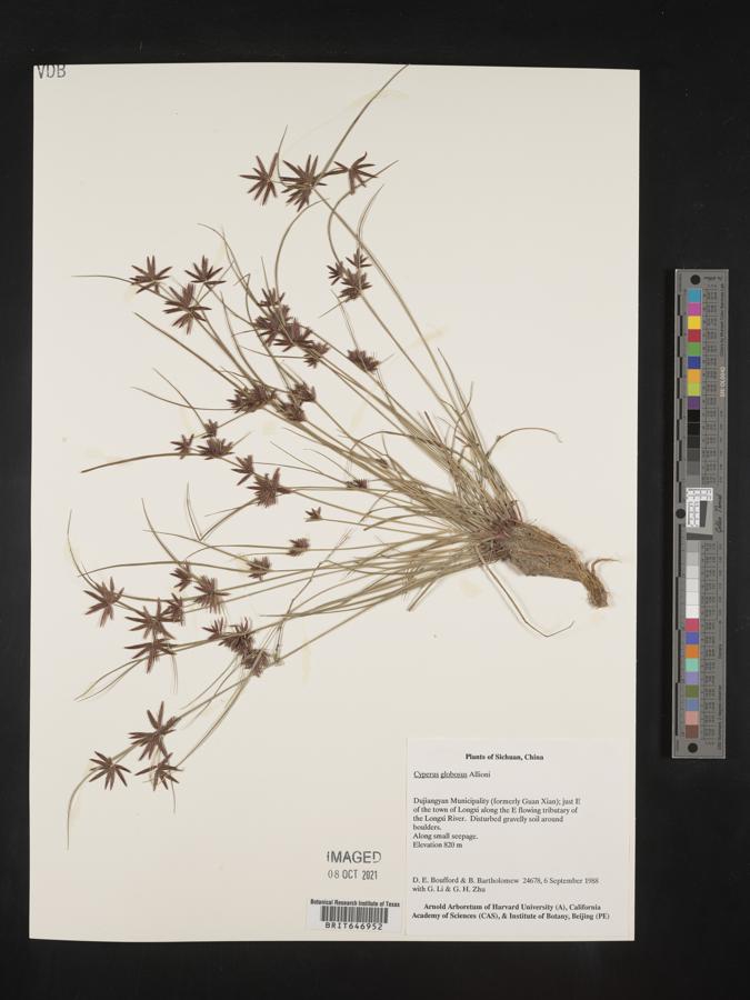 Cyperus cruentus image