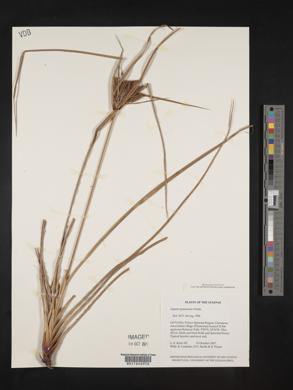 Cyperus guianensis image