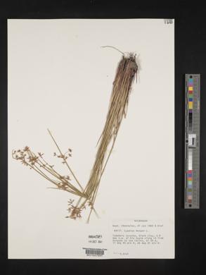 Cyperus haspan image