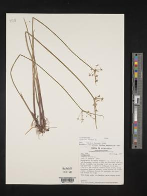 Cyperus haspan image