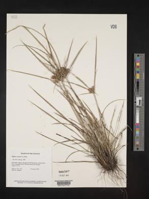 Cyperus entrerianus image