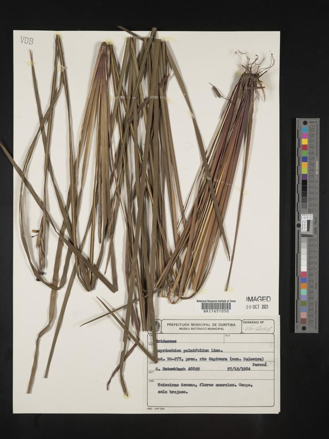 Sisyrinchium palmifolium image