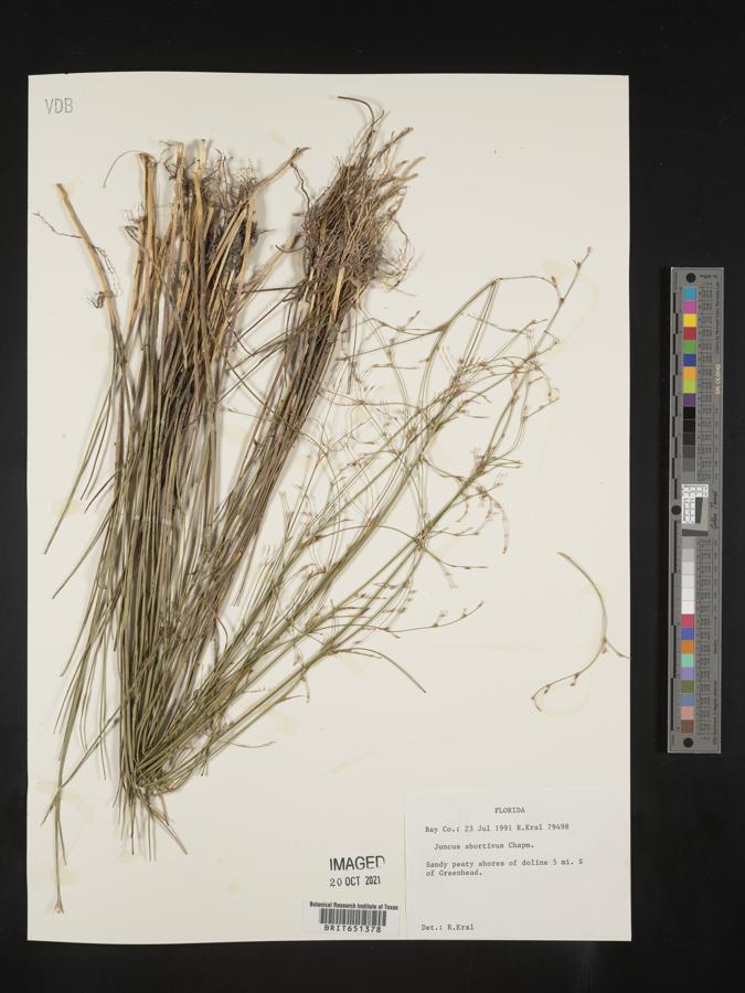 Juncus abortivus image