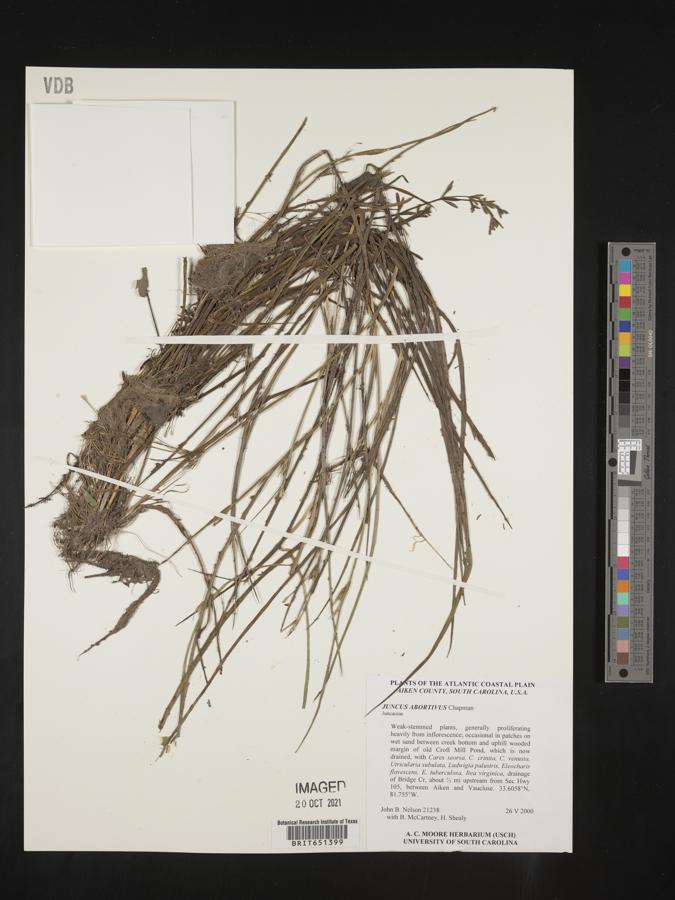 Juncus abortivus image