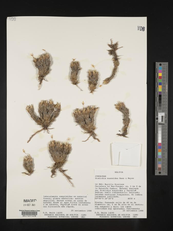Distichia muscoides image