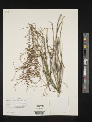 Juncus brachycephalus image