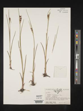 Juncus castaneus image