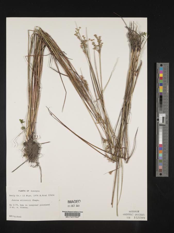 Juncus elliottii image