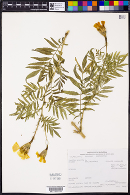 Tagetes erecta image