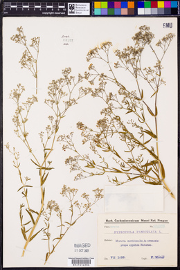 Gypsophila paniculata image